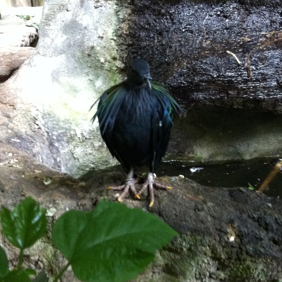 Nicobar Pigeon female 