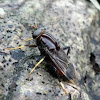 Giant wood-boring fly