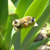 Yellow-legged Mining Bee (copulation) ♂♀