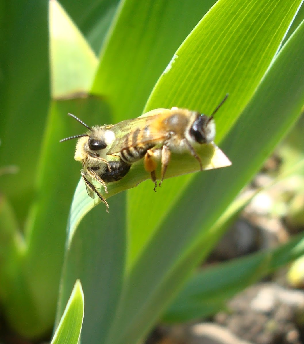 Yellow-legged Mining Bee (copulation) ♂♀