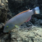 Old Woman Wrasse