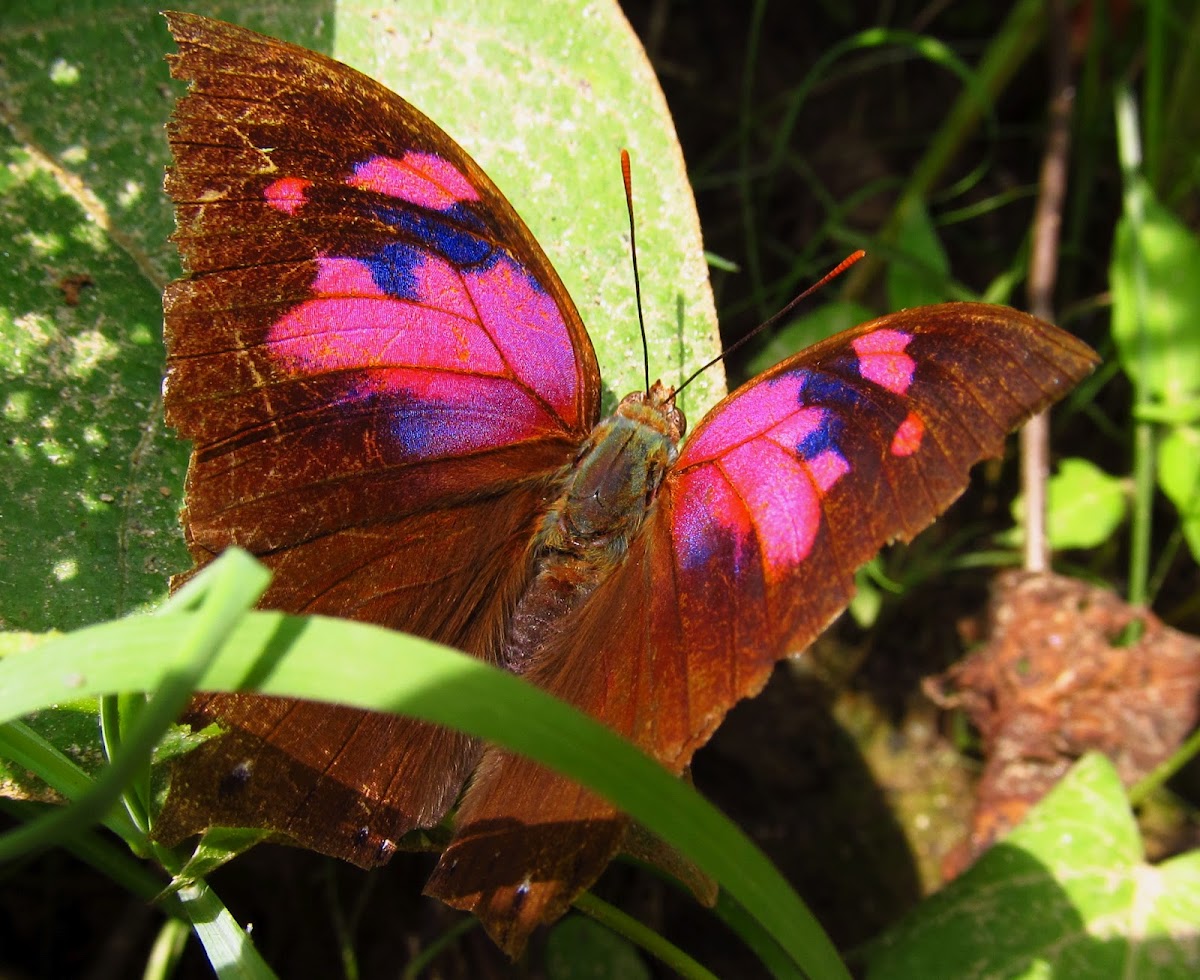 Leafwing Superb