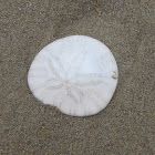 Sand Dollar