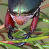 Green Christmas beetle