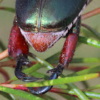 Green Christmas beetle