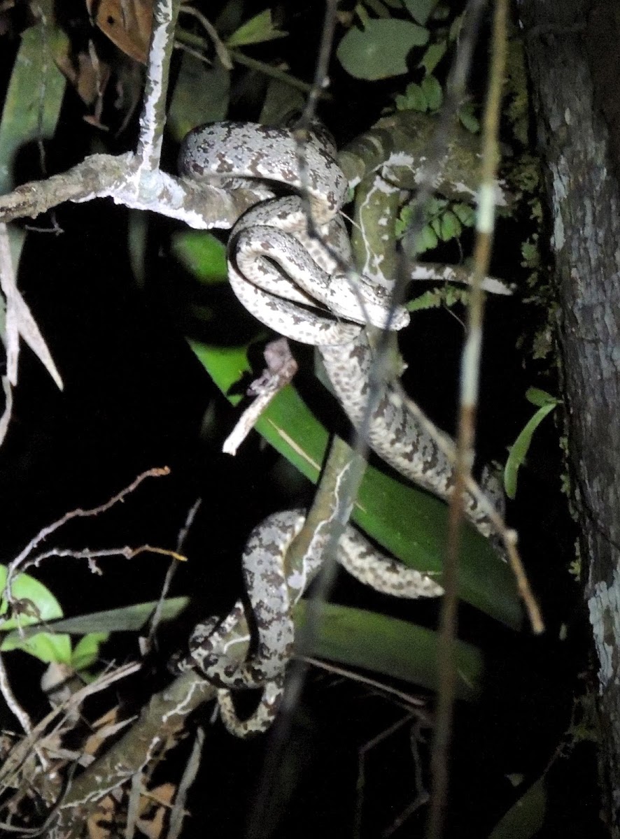 Amazon tree boa