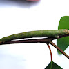 Large Green Looper Moth