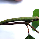 Large Green Looper Moth
