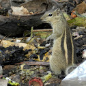 The Indian palm squirrel