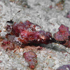 Sea Moth