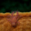 Hairy Pink Squat Lobster