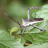 Giant Leaf-Footed Bug