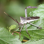 Giant Leaf-Footed Bug