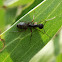 Camponotus gouldianus