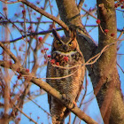 Great Horned Owl