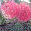 Blood Lily