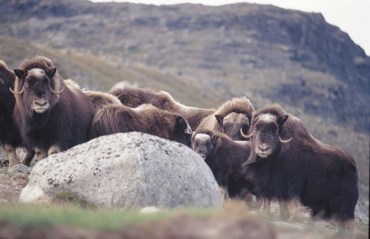 The Nunavik region of northern Quebec, Canada, offers rugged terrain and wildlife, such as this herd of muskox.