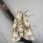 Splendid Dagger Moth  Acronicta superans