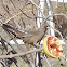 Abert's Towhee