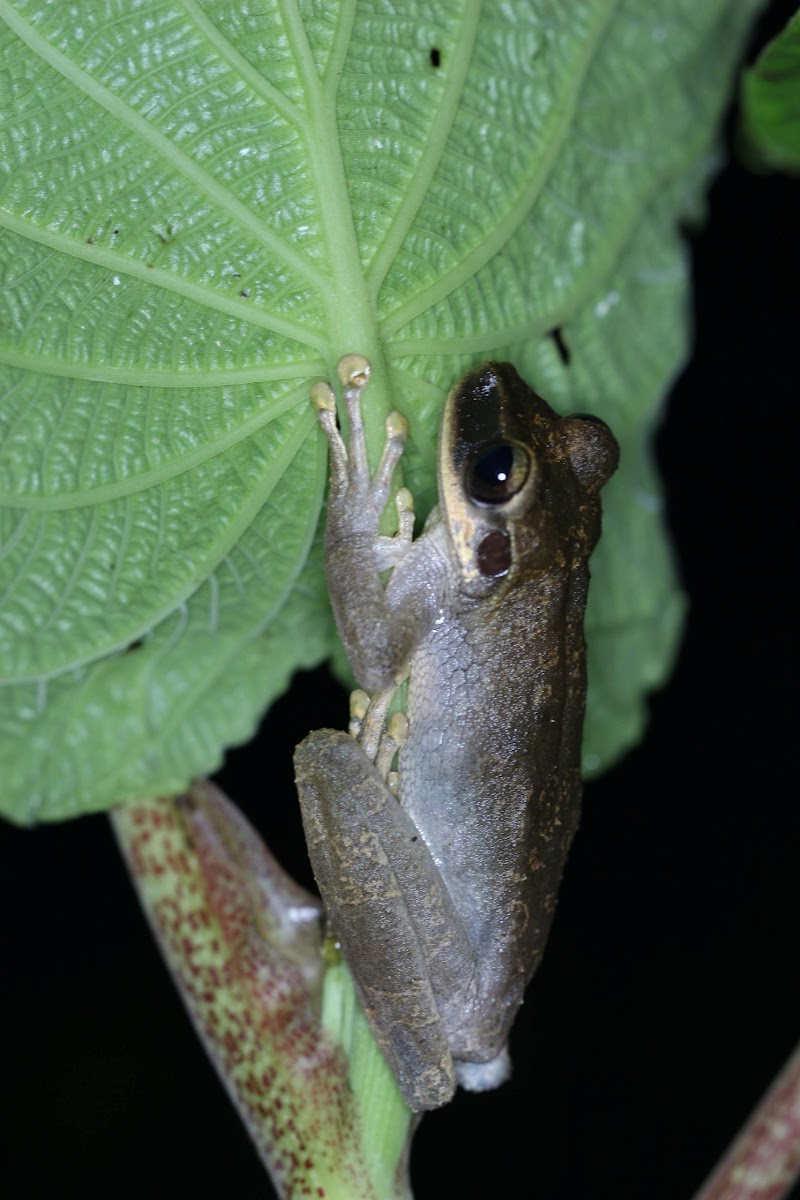 Bromeliad frog