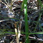 Common Whitetail dragonfly (teneral)