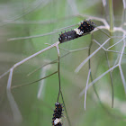 Black Swallowtail, 2nd instar