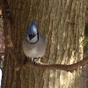 Blue Jay