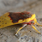 Amaxia moth
