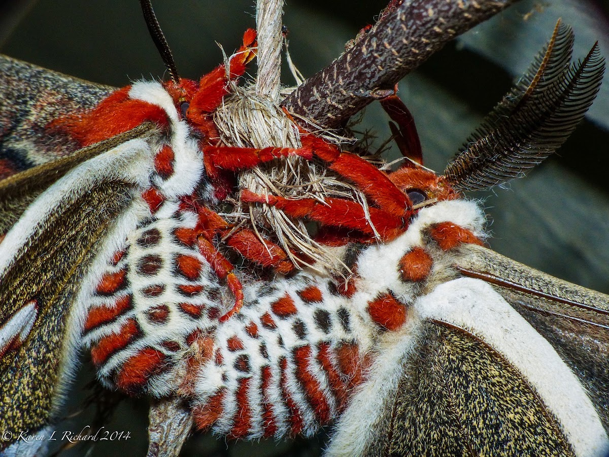 Cecropia moths (mating)