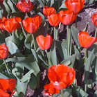 Tulips