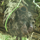 abeja - stingless bee