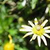 Crab Spider and Fly