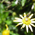Crab Spider and Fly