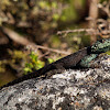 The Southern Rock Agama