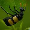 CMR Bean Beetle (Blister Beetle)