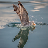 galeb i plijen by Eseker RI -  