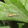pupa, unknown arthropod larva