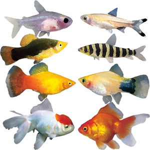 A8 Fish Slot Machine.apk 1.4