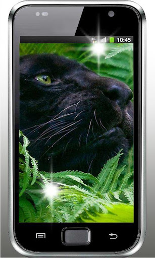 Wild Cats HD live wallpaper