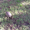 Cape Angulate tortoise
