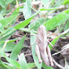 Rice field cricket