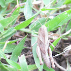 Rice field cricket