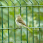 Chiffchaff