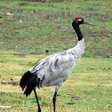 Black necked crane