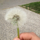 Dandelion, has gone to seed