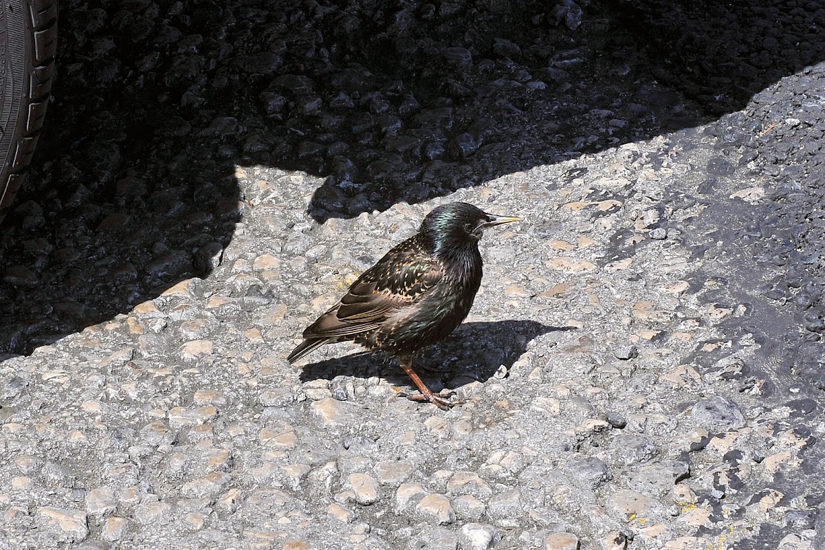 European / Common Starling