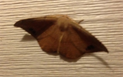 Juniper Geometer Moth