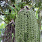 Fishtail palm Caryota sp.
