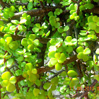 Miniature Jade Plant