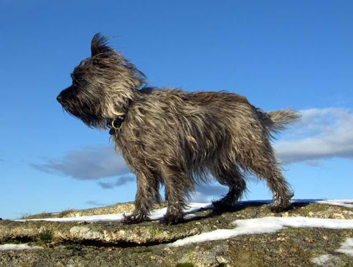 Cairn Terrier Dog